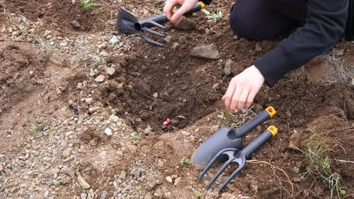Planting a Small Plant in a Rural Garden