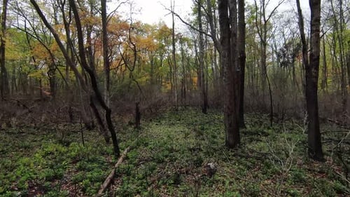 Flying through forest in Autumn FPV