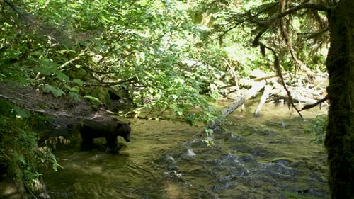 A wild bear sniffs around as it crosses a creek under a tree.
