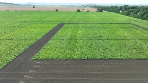 Lush Green Field From Above Aerial View of Vibrant Green Farmland with Tractor Tracks