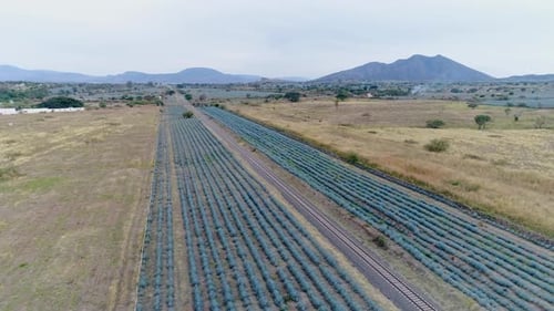 Campos de agave en Tequila, Jalisco.
México