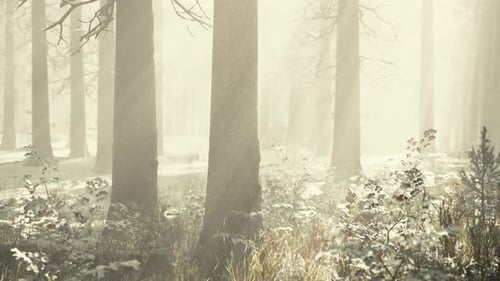 Mystical Winter Forest with Snow and Sun Rays Coming Through Trees