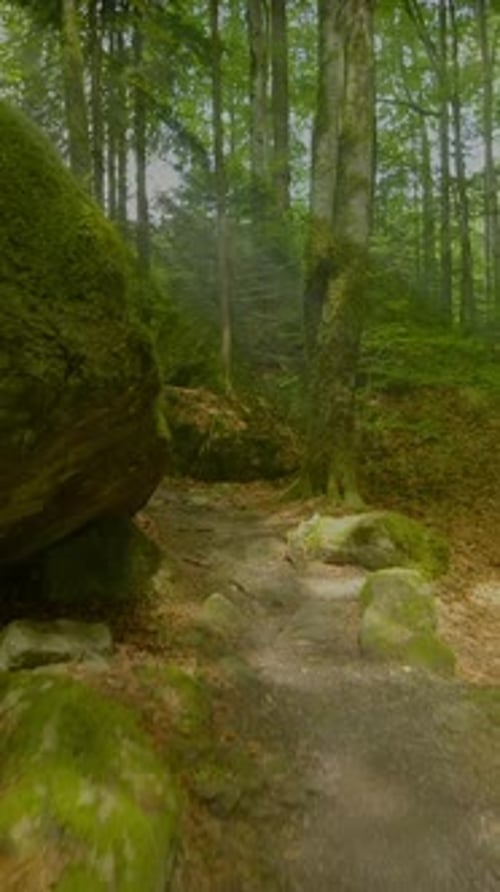 Un sentier forestier serein qui serpente doucement à travers la végétation luxuriante mettant en valeur la beauté splendide de la nature