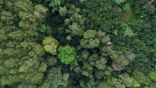 Aerial View of Indonesia Nature Forest. Directly top down view of forest treetop.