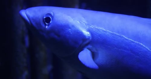 Close Up Footage of Bluefish Slowly Swimming Underwater Sea Life