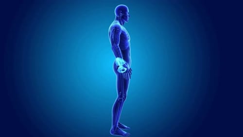 Human pelvic bone highlighted in digital blue body