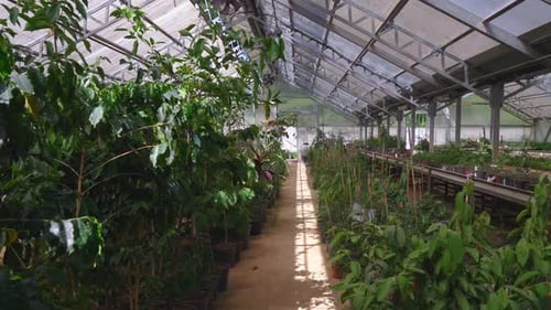 Im Gewächshaus eingerichtetes Arbeitsgewächshaus für den Anbau von Orchideen und anderen exotischen Pflanzen