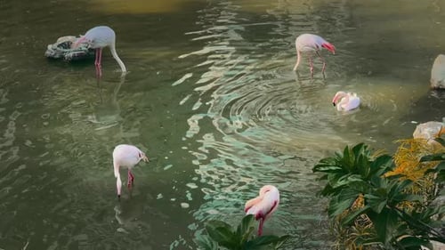 Group of flamingos in a small lake create waves on the water’s surface.