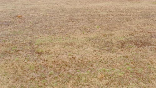 Fox Runs on the Field to Look for Food in Autumn Scenery Aerial View Europe