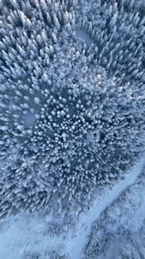 Top View of Amazing Snowy Frozen Forest Landscape in Winter From High