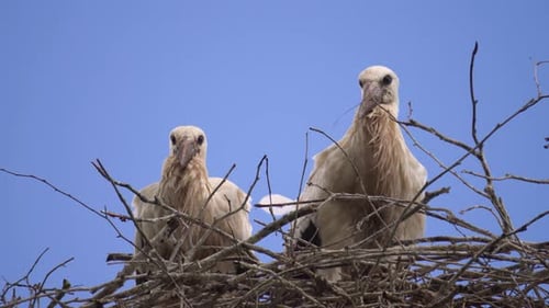 Storks in Nest Against Blue Sky