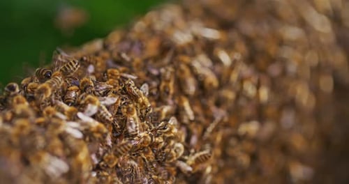 Busy Bee Swarm Clustering Together