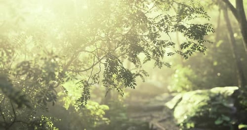 Misty Forest in Early Morning Light with Lush Green Foliage and Rocks