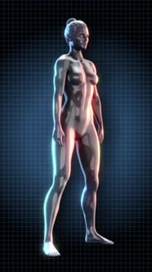 Animated 3D Female Anatomical Model Squat Exercise