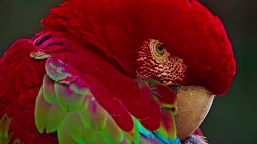 Porträt eines schönen Papageis in einer anderen Farbe, Nahaufnahme