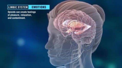 El sistema límbico del cerebro es estimulado por los opioides para el placer y la relajación