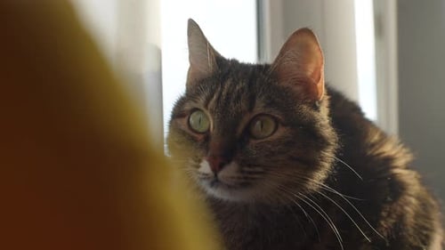 Nahaufnahme des Maulkorbs einer neugierigen grauen Katze, die im Sonnenlicht auf der Fensterbank sitzt und sich umschaut