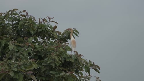 Cattle egreat and stork are sitting on the whole tree.