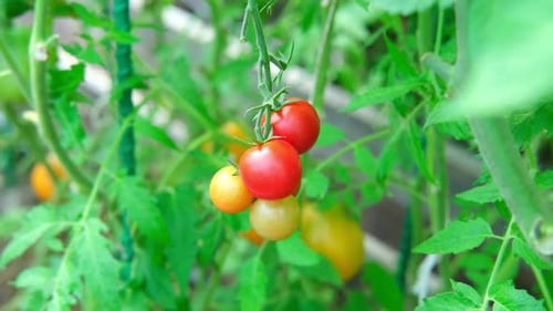 Fresh Green and Red Tomatoes Growing and Ripening on a Vine Closeup View of Tomato Plant with Juicy