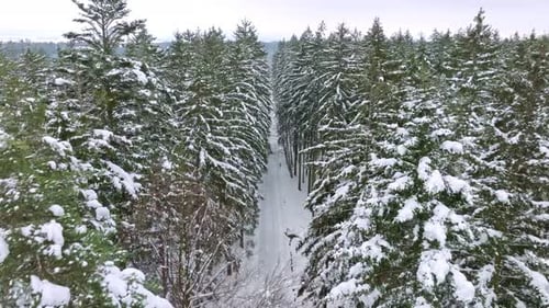 Snow covered tree crowns in the forest. Winter season in December. Winter wonder frozen spectacle. B