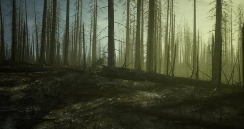 Silent Shadows Linger in a Burnt Forest Under Hazy Light