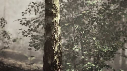 A Beautiful and Ethereal Birch Tree in a Misty Forest