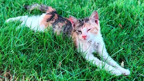 Close-Up of Tired Stray Cat Resting on Lush Green Grass in Daylight