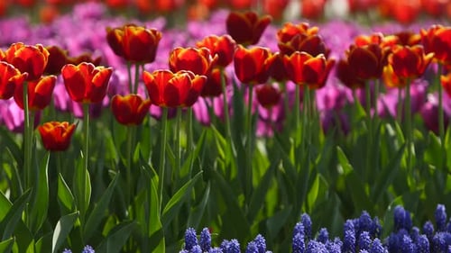 Field of Blue Muscari and Colorful Tulips of Different Varieties and Vibrant Colors Blooming in City
