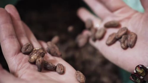 Roasted Brown Cacao Beans Poured Into Hands For Quality Inspection