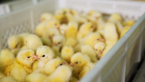 Many yellow chicks put into the white plastic box. Close up. Growing up poultry at the factory.