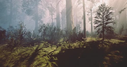 Serene Forest Landscape with Sunlight Filtering Through Trees in the Morning