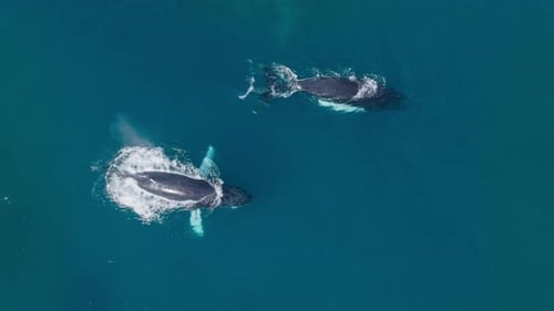 Close up aerial birdseye view of two humpback whales surfacing and blowing multiple times
