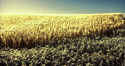 Golden Wheat Field Under Clear Blue Sky at Sunset