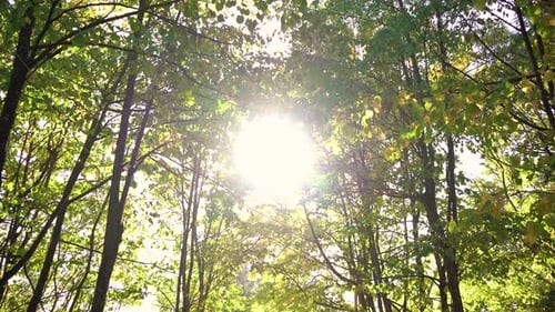 Le soleil brille à travers les cimes vertes et les troncs d'arbres de la forêt