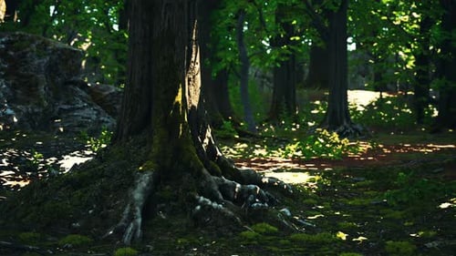 Tree Roots and Sunshine in a Green Forest