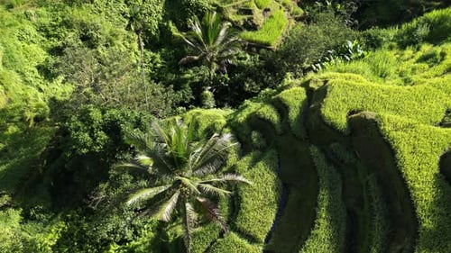 Rice Terrace 93