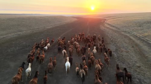 Wild Mustangs Gallop Through Dusty Field at Sunset in Breathtaking Aerial View