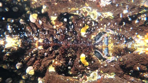 Yellow nudibranch (sea slug) underwater footage in 4K.