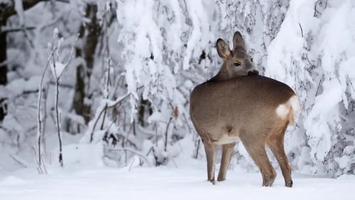 Roe deer in a snowy forest. Capreolus capreolus. Wild roe deer in winter nature.