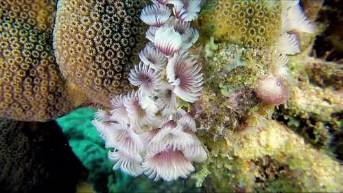 Diving the Ocean. Close up of feather duster worm as a part of the coral reef.