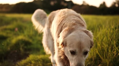 Adorable Golden Retriever Dog Walking On A Field At Sunset
