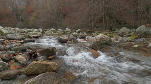 Autumn river water flow in mountain forest with yellow and red foliage trees