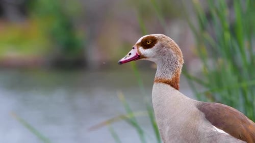 An Egyptian Goode in the Sepulveda Wildlife Reserve