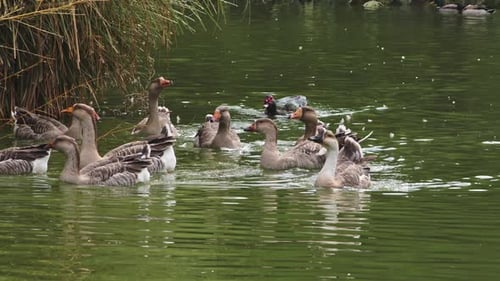 Flock of Geese Swimming in Green Pond