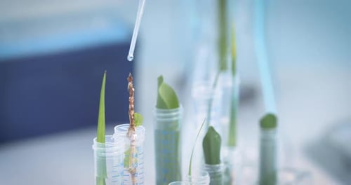 Camera panning over test tubes with plants in a test laboratory, artificially cultivated and watered
