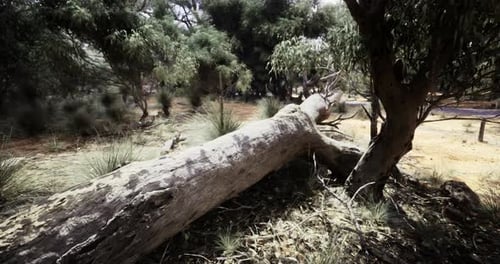 Fallen Tree Rests on the Ground in a Serene Natural Landscape During Daytime