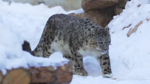 Snow Leopard Walks Gracefully Through Snow Covered Habitat