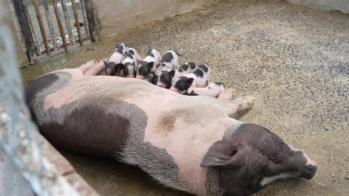 Los lechones recién nacidos chupan el pecho de su madre