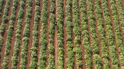 Agricultor colhendo alcachofras maduras e as joga em uma cesta, Aerial follow filmagem
