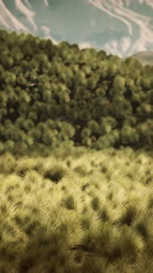Sparse Grass in Desert Aerial View